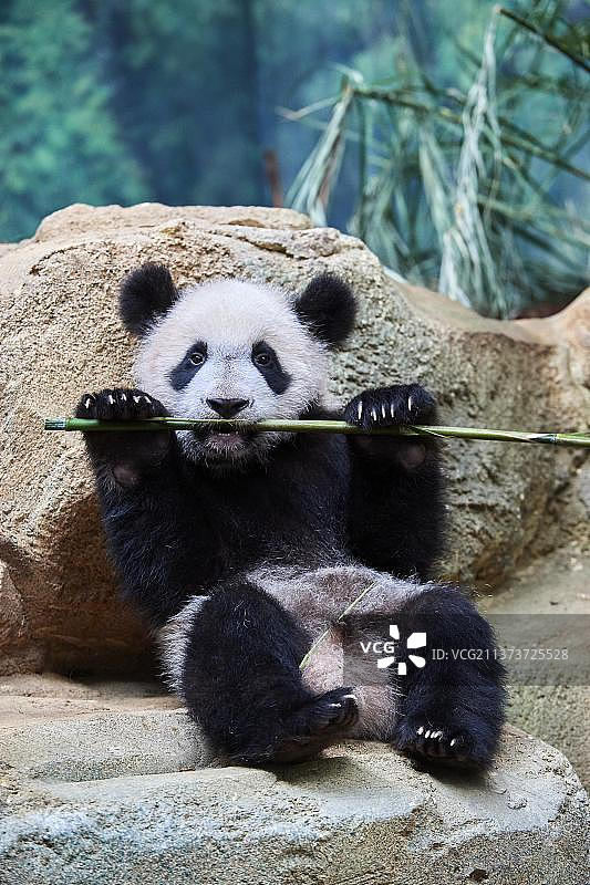 熊猫幼崽（Ailuropoda melanoleuca）趣味咀嚼竹竿，法国博瓦勒动物园图片素材