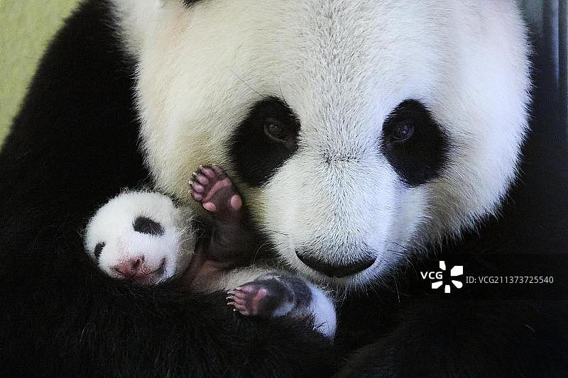 雌性大熊猫欢欢和她刚出生一个月的宝宝图片素材