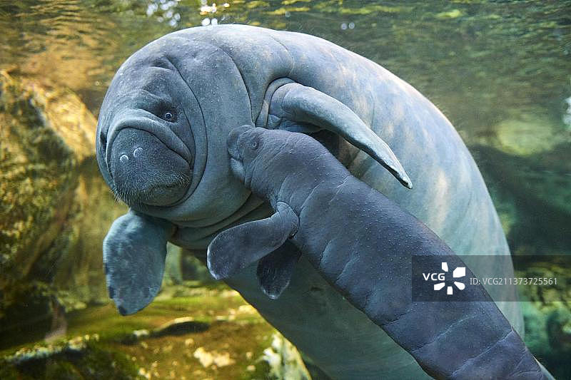 加勒比海海牛或西印度海牛母子，2天大，圈养，博瓦勒动物园，法国，欧洲图片素材