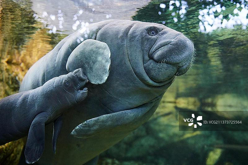 加勒比海海牛或西印度海牛母子，2天大，圈养，博瓦勒动物园，法国，欧洲图片素材