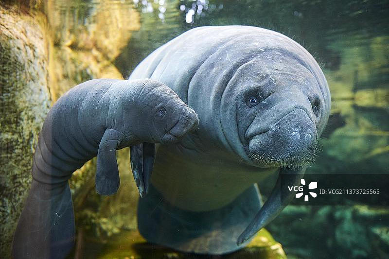 加勒比海海牛或西印度海牛母子，2天大，圈养，博瓦勒动物园，法国，欧洲图片素材