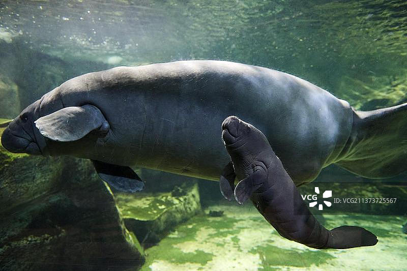 加勒比海海牛或西印度海牛母子，2天大，圈养，博瓦勒动物园，法国，欧洲图片素材