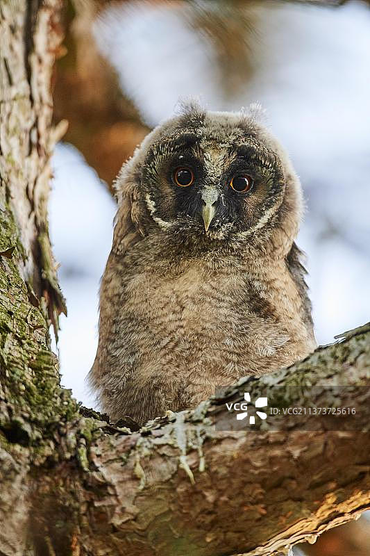 栖息在树上的长耳鸮幼鸟，法国阿尔萨斯图片素材