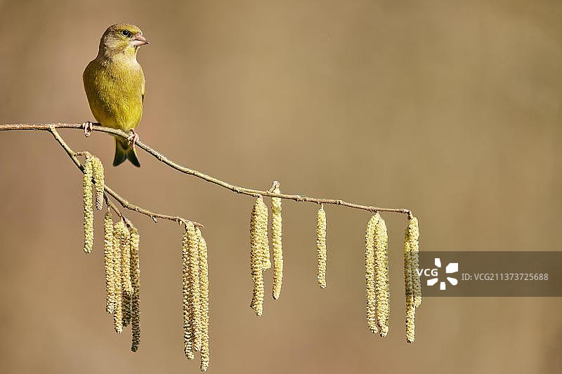 欧洲金翅雀与榛树图片素材