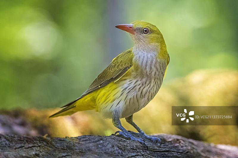 阳光明媚的洪泛区森林中的欧亚金莺（雌性），匈牙利基什孔沙格国家公园，欧洲图片素材