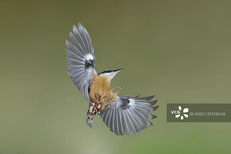 欧亚鳾在德国北莱茵-威斯特法伦州飞翔图片素材