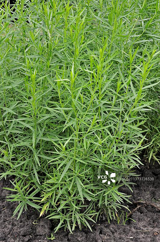 草本植物园中生长的龙蒿属植物图片素材
