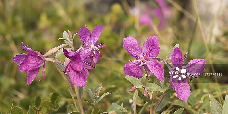加拿大北极地区的北极柳兰图片素材