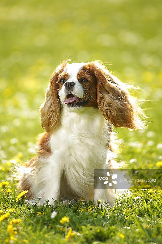 查理士王小猎犬，布伦海姆色图片素材