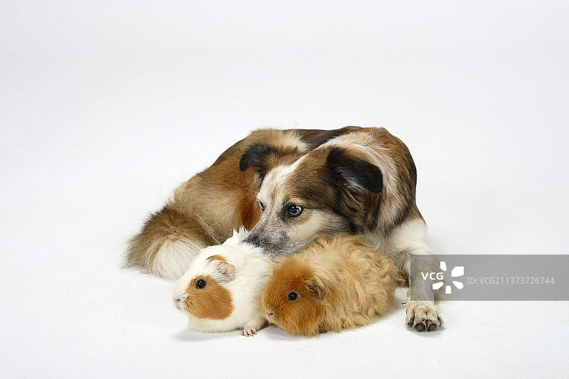 混种犬（边境牧羊犬）与豚鼠图片素材