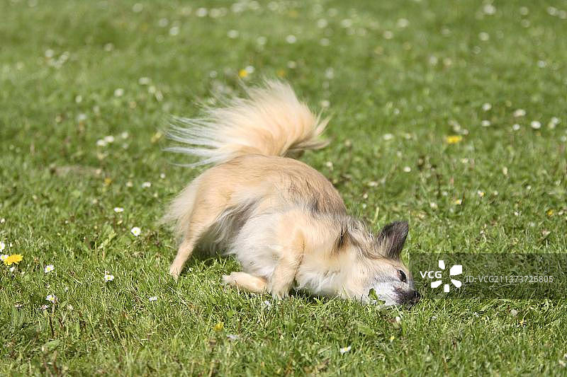 草地上打滚的11岁长毛吉娃娃老犬图片素材