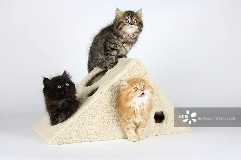 8周大的英国长毛小猫图片素材