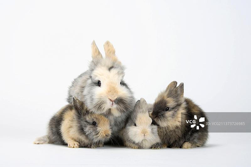 狮鬃矮兔和小猫，狮鬃矮兔，狮头兔，家兔，矮兔图片素材