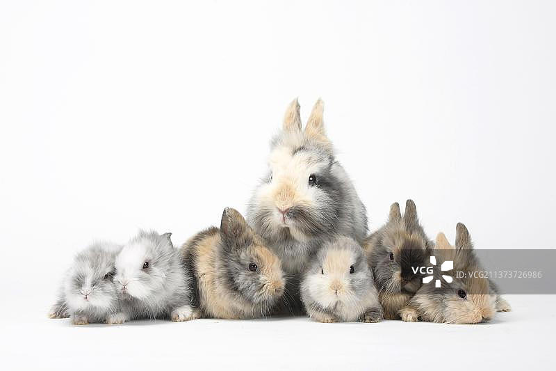 狮鬃矮兔和小猫，狮鬃矮兔，狮头兔，家兔，矮兔图片素材