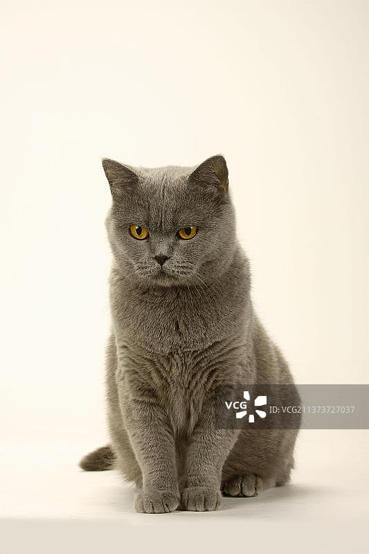 蓝色英国短毛猫图片素材