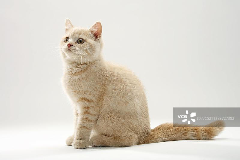 11周大的奶油色英国短毛猫幼猫图片素材