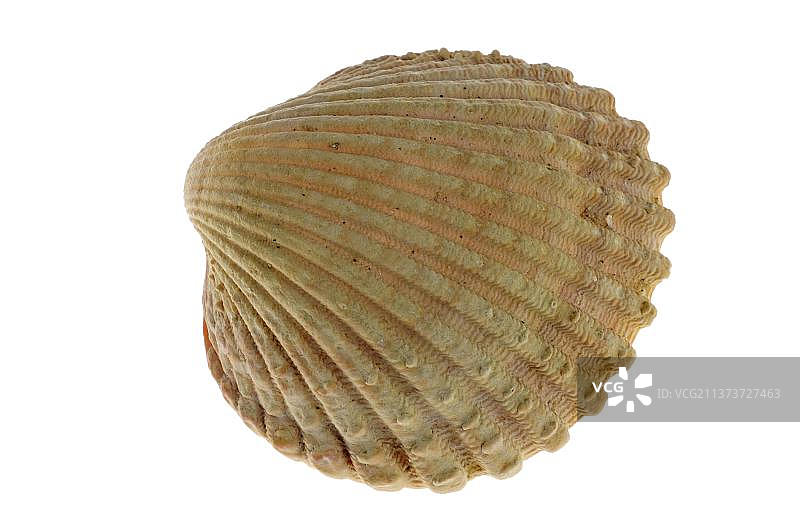 多刺鸟蛤图片素材