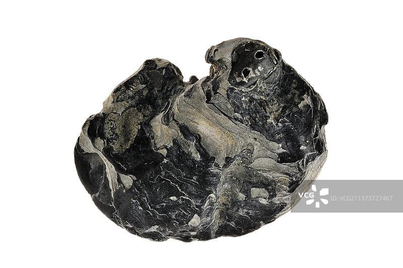 鞍形贝图片素材