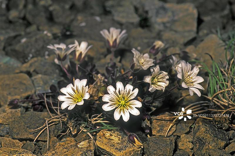 设得兰鼠耳草：英国特有植物图片素材