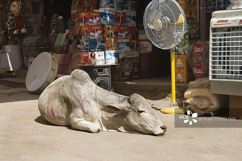 印度斋沙默尔的神圣母牛，拉贾斯坦邦，家养牛图片素材