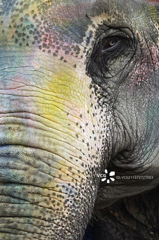 彩绘亚洲象，斋浦尔，拉贾斯坦邦，印度图片素材