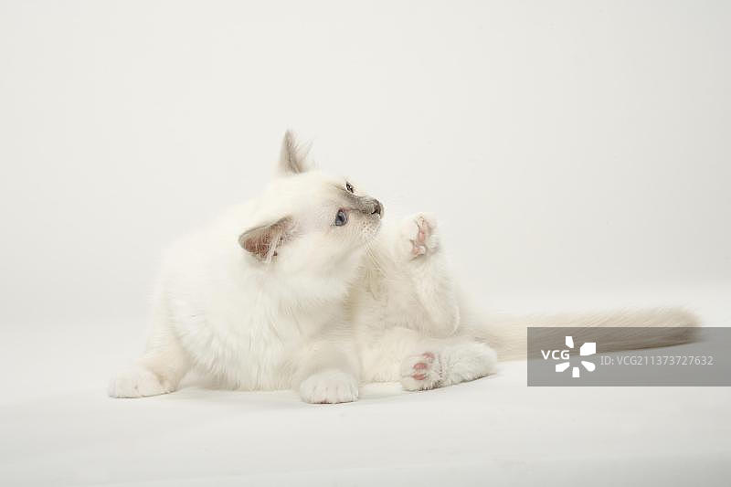 缅甸圣猫幼猫图片素材