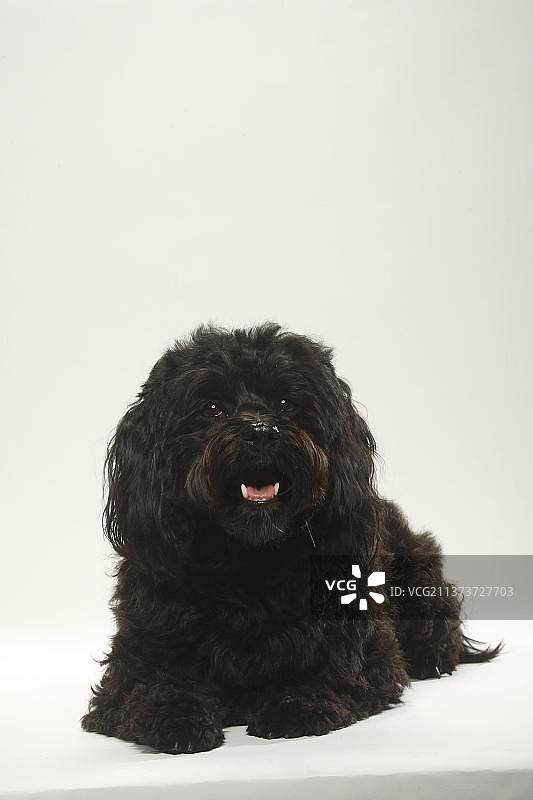 黑色哈瓦那犬图片素材