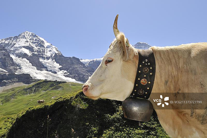 棕色家养牛（Bos taurus）肖像，带牛铃，在瑞士阿尔卑斯山的草地上，欧洲图片素材