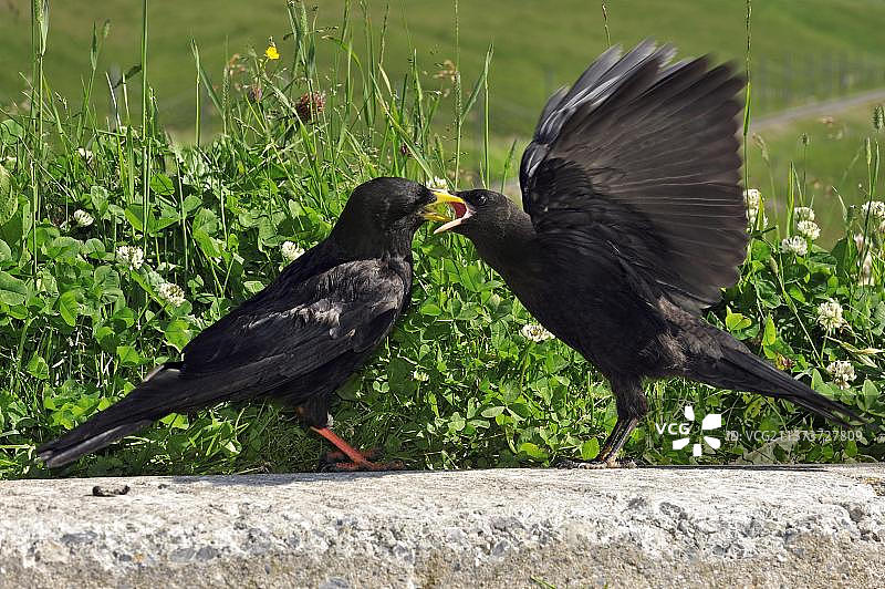阿尔卑斯山上喂养幼鸟的高山兀鹫，黄嘴山鸦（学名：Pyrrhocorax graculus）图片素材