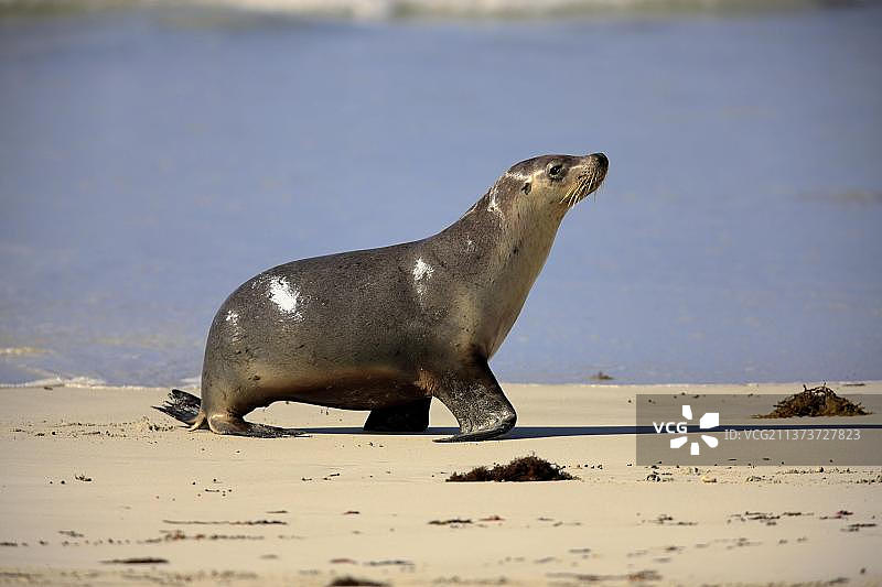 澳大利亚海狮图片素材