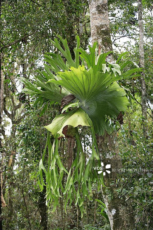 鹿角蕨，澳大利亚，大洋洲图片素材