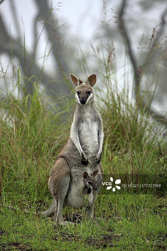小袋鼠和鞭尾沙袋鼠，澳大利亚雷明顿国家公园图片素材
