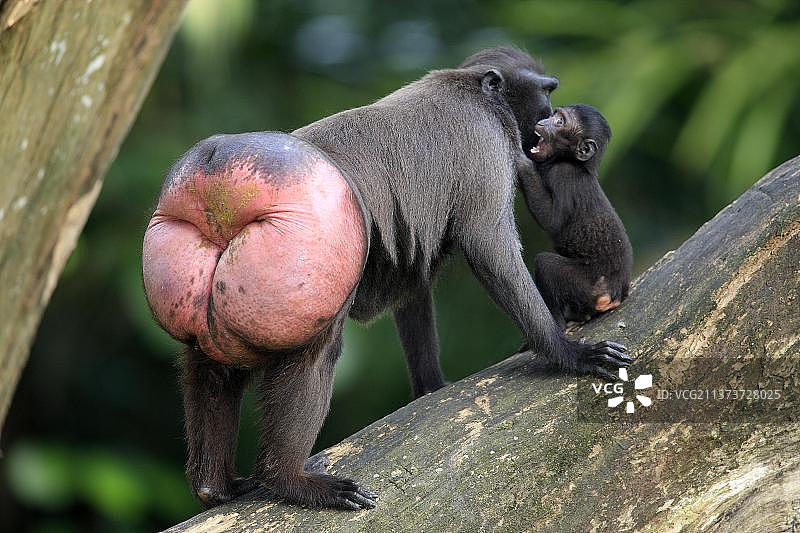 苏拉威西凤头黑猕猴（Macaca nigra），雌性与幼崽图片素材