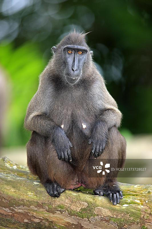 雌性苏拉威西凤头黑猕猴图片素材
