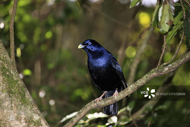 澳大利亚拉明顿国家公园的缎蓝亭鸟（雄性）图片素材