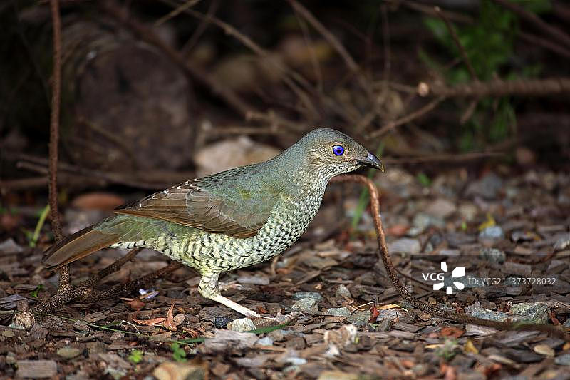 缎蓝园丁鸟（Ptilonorhynchus violaceus），雌性，澳大利亚雷明顿国家公园图片素材