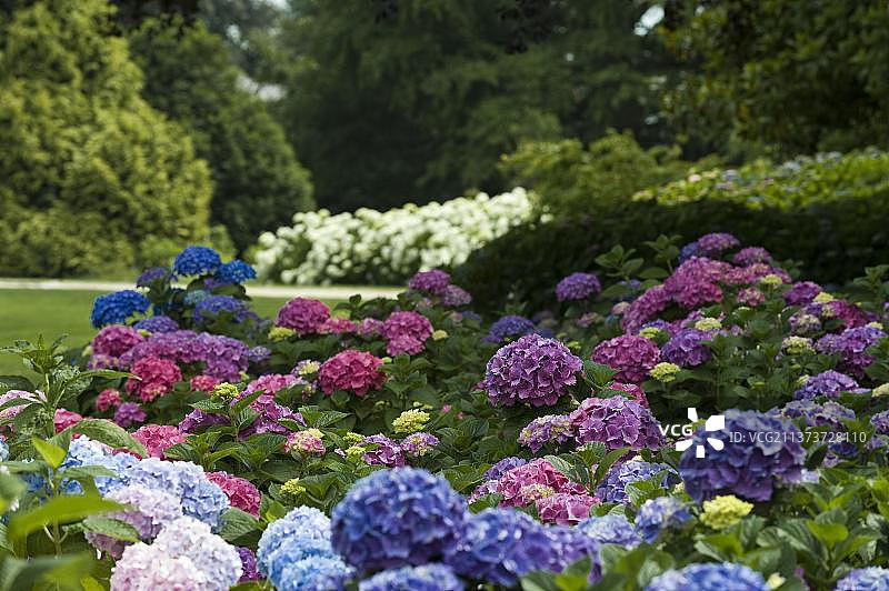 法国芒什阿夫朗什植物园的绣球花图片素材