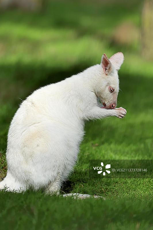 红颈小袋鼠(Macropus rufogriseus)白化个体图片素材