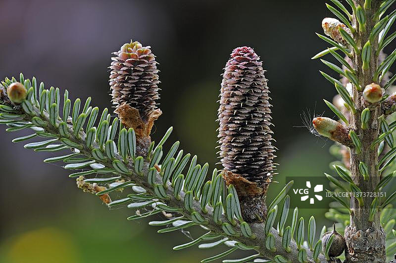 韩国冷杉（Abies koreana）锥果图片素材