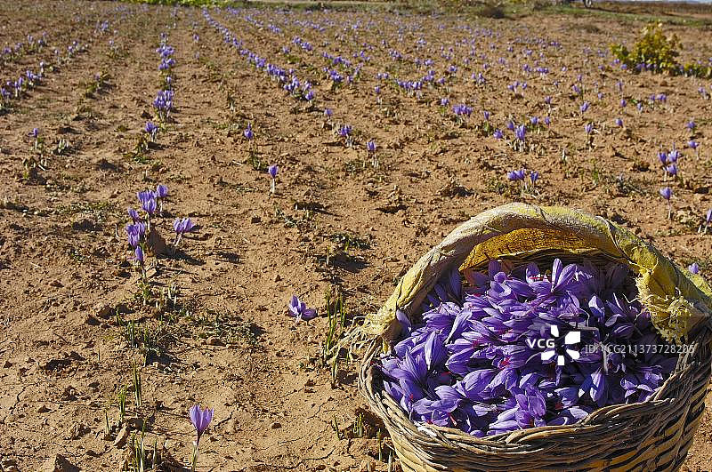 藏红花采摘：篮子里的番红花（Crocus sativus），西班牙卡斯蒂利亚-拉曼查托莱多省图片素材