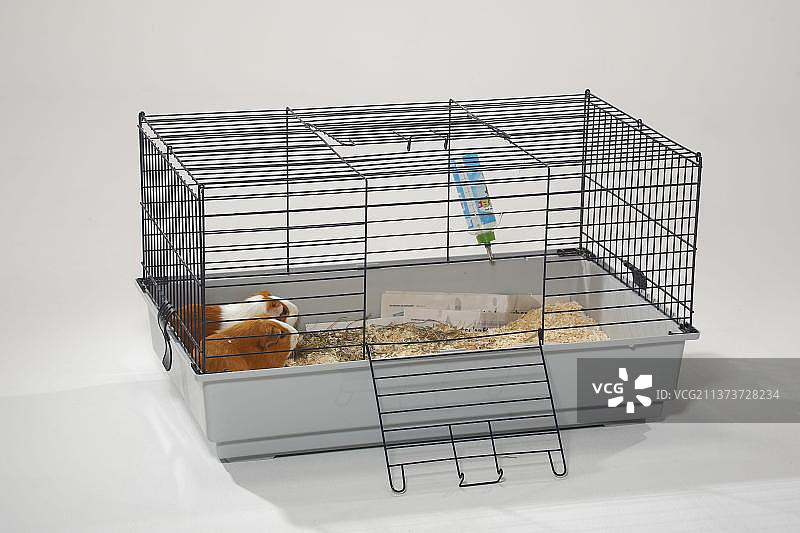 笼子里的豚鼠图片素材