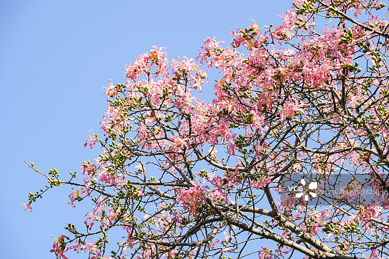 美丽异木棉图片素材