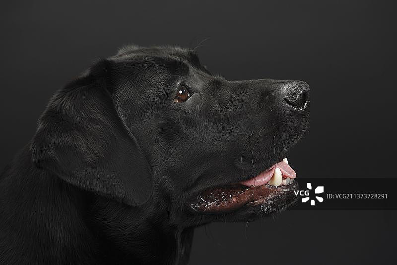 黑色拉布拉多犬侧面轮廓图片素材