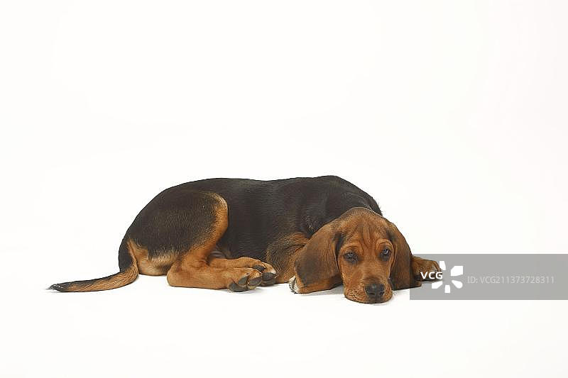 9周大的波兰猎犬幼犬图片素材