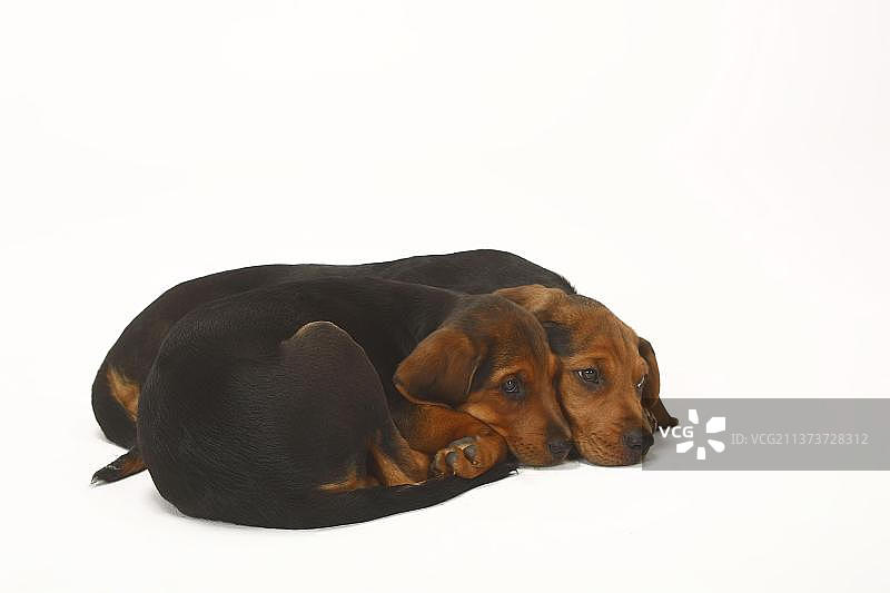 波兰猎犬幼犬图片素材