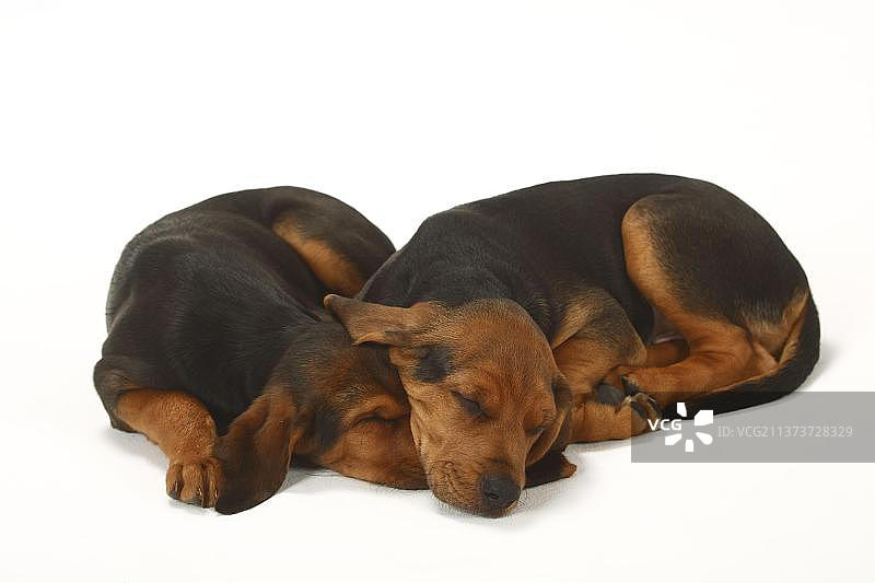 波兰猎犬幼犬图片素材