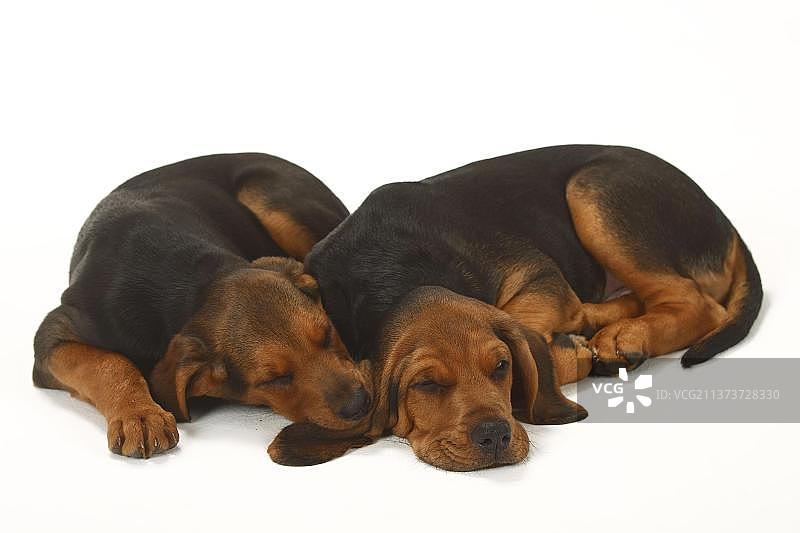 波兰猎犬幼犬图片素材