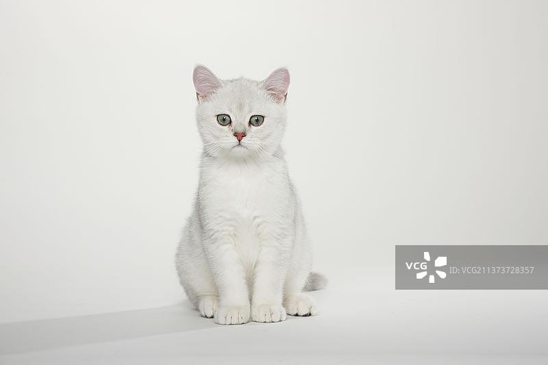 英国短毛猫银色阴影小猫图片素材