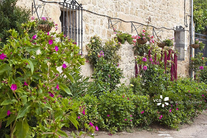 房屋墙壁上覆盖着鲜花，位于西班牙卡斯蒂利亚-莱昂布尔戈斯省卡斯特罗杰里斯图片素材