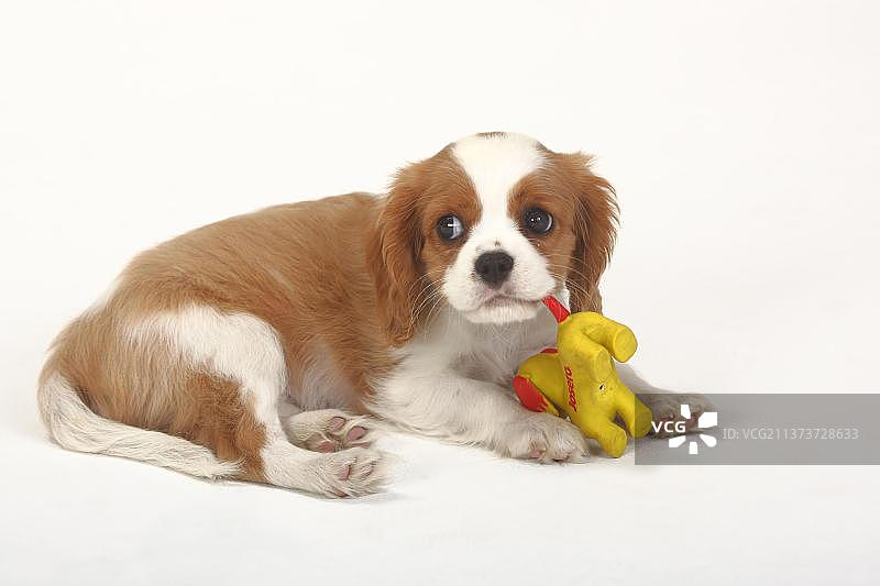 查理士王小猎犬幼犬，布伦海姆色，10周大，带着玩具图片素材
